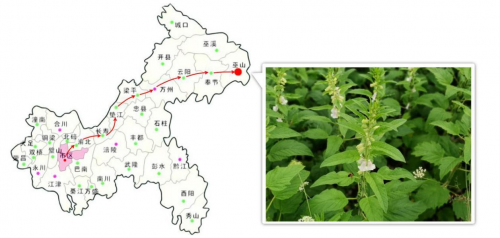 探寻巫山好芝麻,践行企业好担当 探寻巫山好芝麻,践行企业好担当