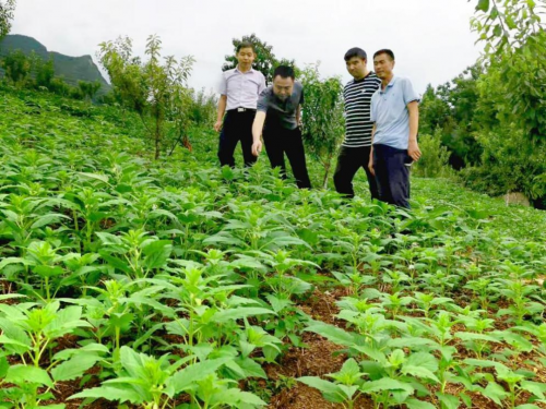 探寻巫山好芝麻,践行企业好担当 探寻巫山好芝麻,践行企业好担当