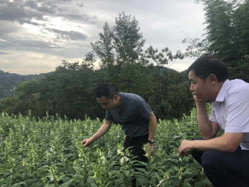 探寻巫山好芝麻,践行企业好担当 探寻巫山好芝麻,践行企业好担当
